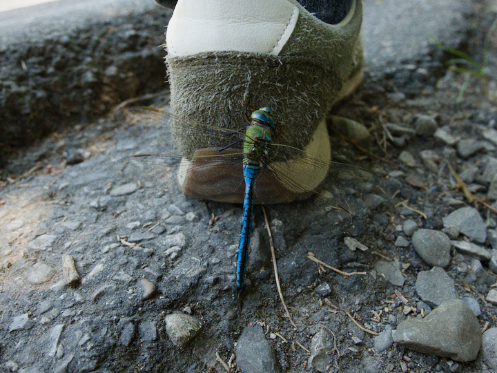 A dragonfly